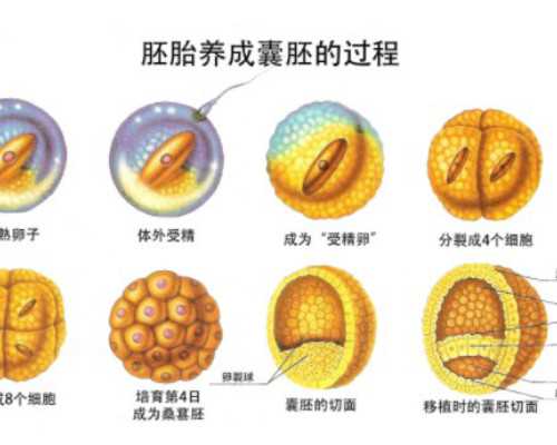 国内供卵机构有几家,美国试管婴儿第二代的费用！附试管收费明细！